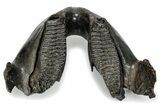 Wide Woolly Mammoth Lower Jaw With M Molars - Poland #357012-6